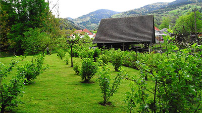 Beeren für eigene Marmelade