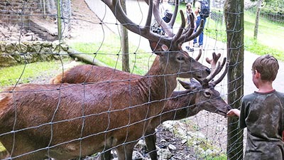 Wild- und Freizeitpark Steinwasenpark bei Oberried